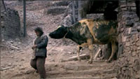 obrázek z filmu Kráva